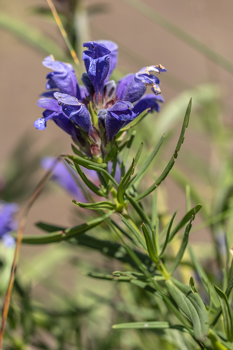 Изображение особи Dracocephalum austriacum.