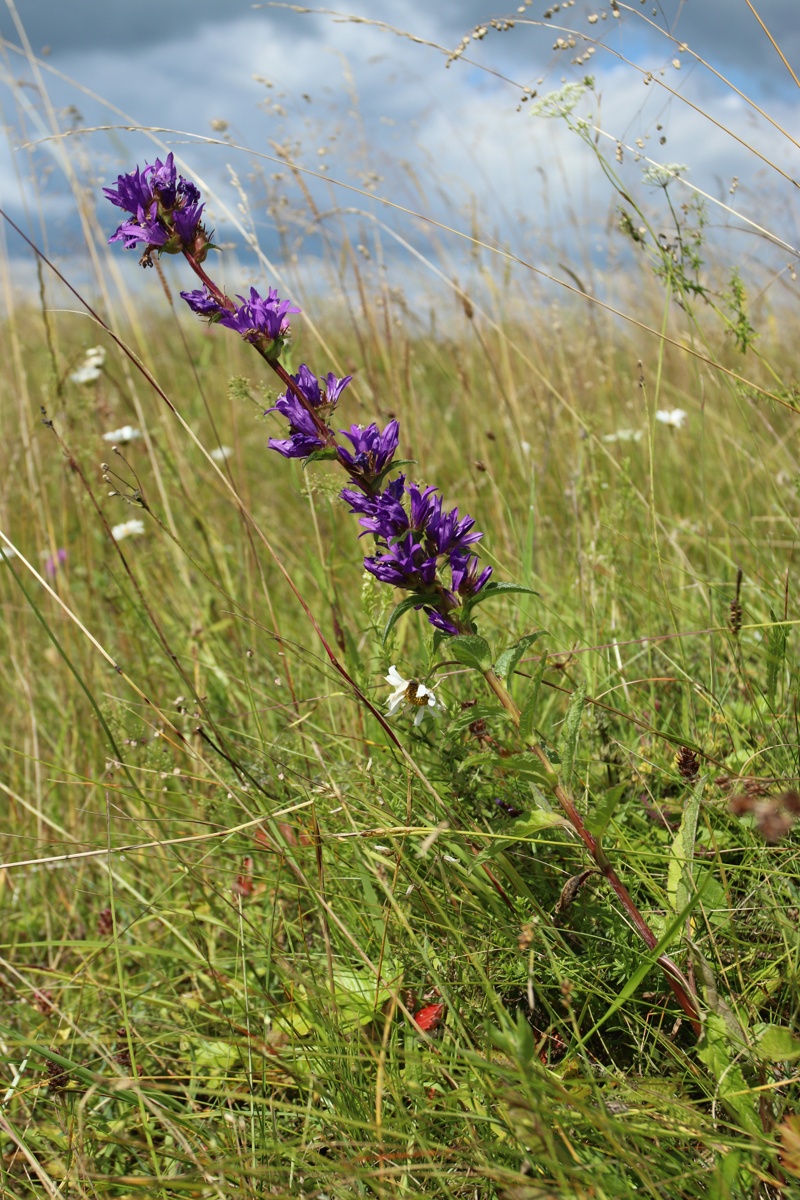 Image of Campanula glomerata specimen.