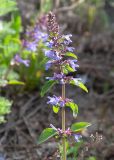 Dracocephalum nutans. Верхушка побега с соцветием. Казахстан, Восточно-Казахстанская обл., г. Усть-Каменогорск, пос. Красина, вершина горы Аблакетка недалеко от смотровой площадки, степь. 08.05.2026.