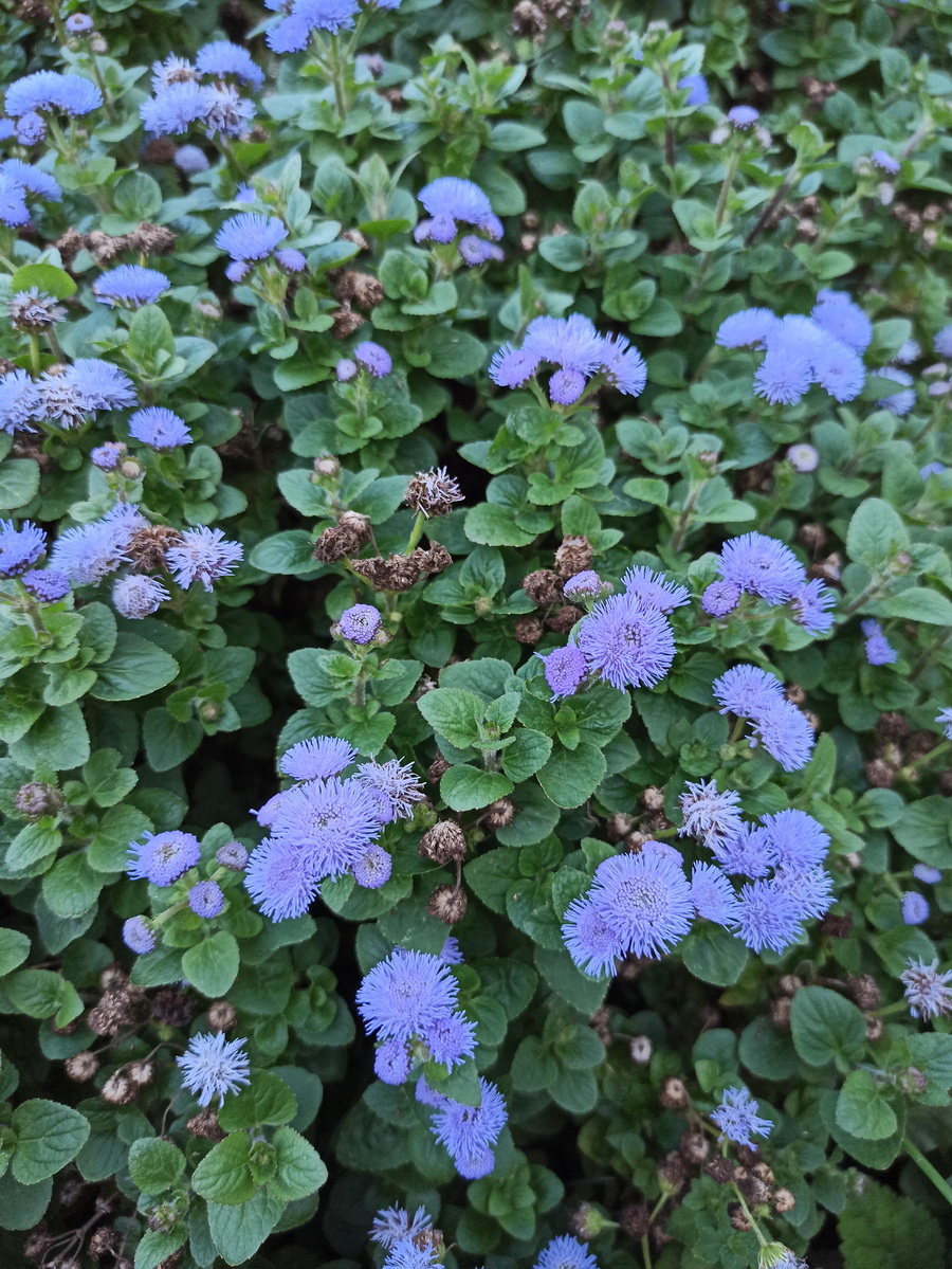 Image of Ageratum houstonianum specimen.