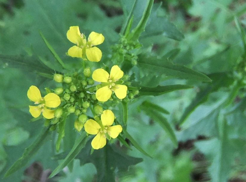 Image of Sisymbrium loeselii specimen.
