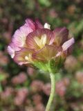 Trifolium grandiflorum