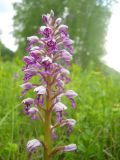 Orchis militaris