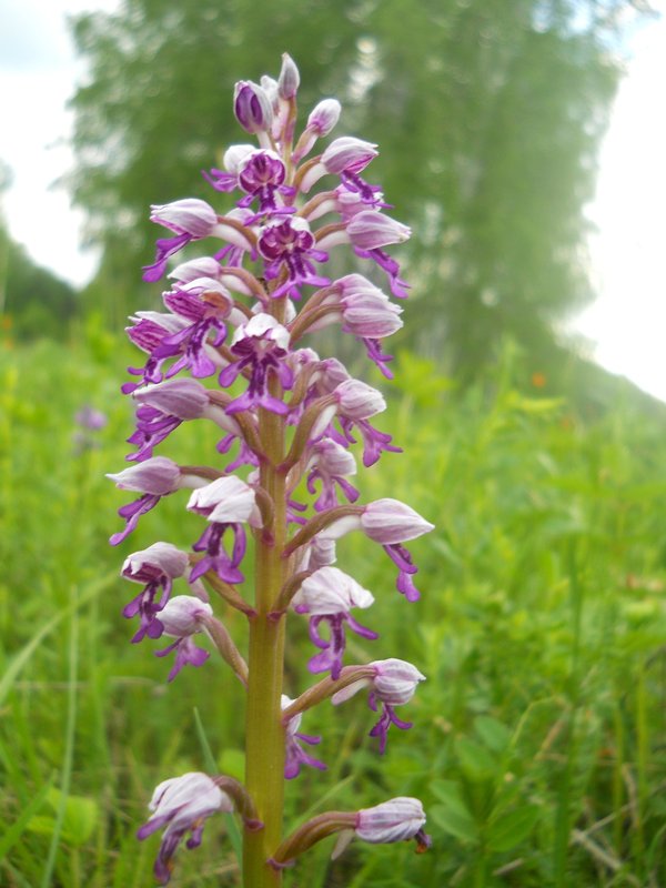 Изображение особи Orchis militaris.