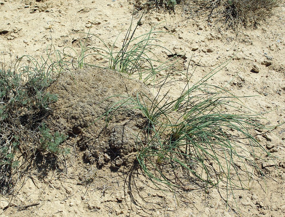 Image of Iris tenuifolia specimen.