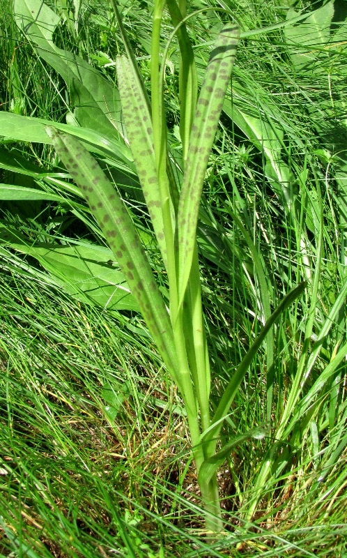 Изображение особи Dactylorhiza baltica.