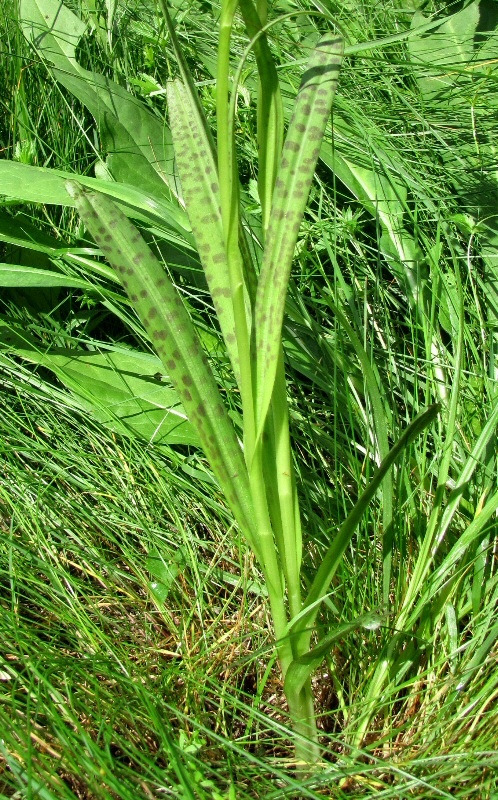 Image of Dactylorhiza baltica specimen.