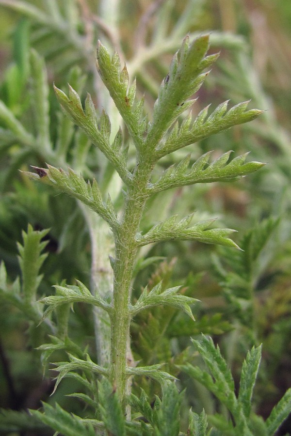 Image of Anthemis jailensis specimen.
