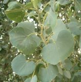 Populus pruinosa