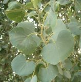 Populus pruinosa. Листья. Каракумы, Мервский оазис. Начало июня 2011 г.
