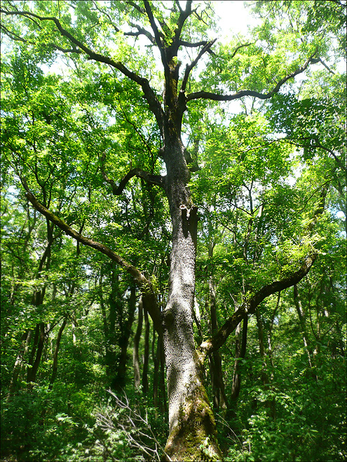 Изображение особи Fraxinus excelsior.