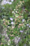 Cotoneaster suavis