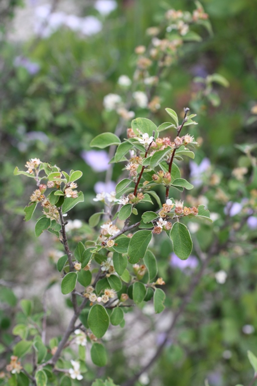 Изображение особи Cotoneaster suavis.