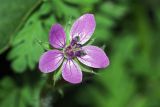 Erodium cicutarium