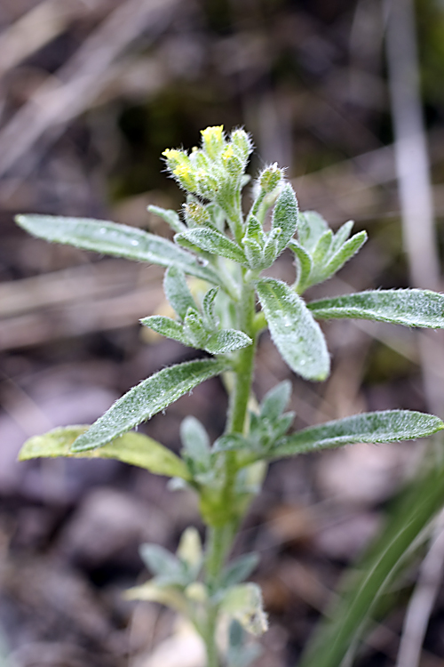 Изображение особи род Alyssum.