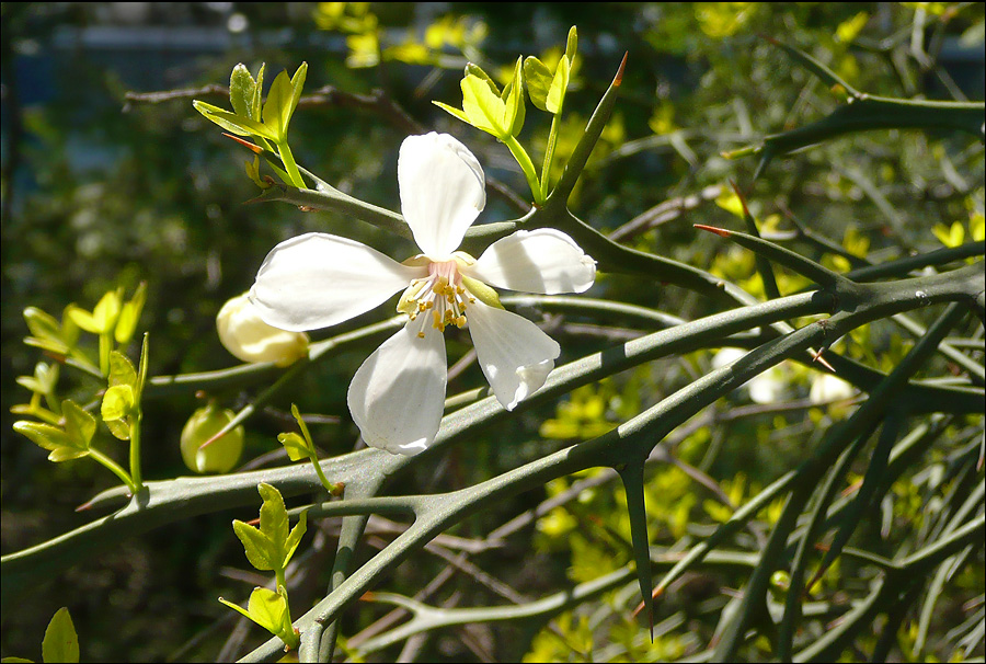 Image of Poncirus trifoliata specimen.
