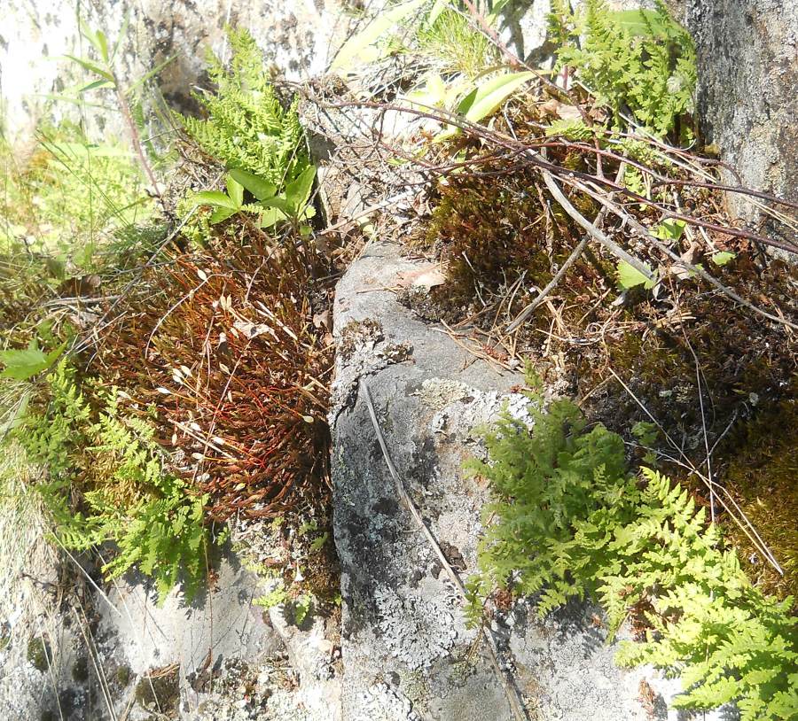 Image of Woodsia ilvensis specimen.