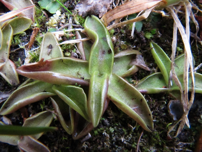 Изображение особи Pinguicula alpina.