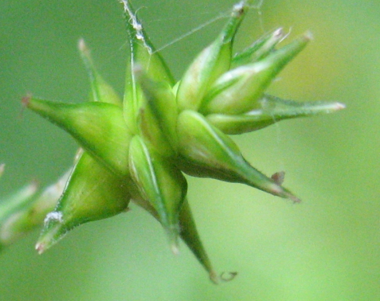 Изображение особи Carex echinata.