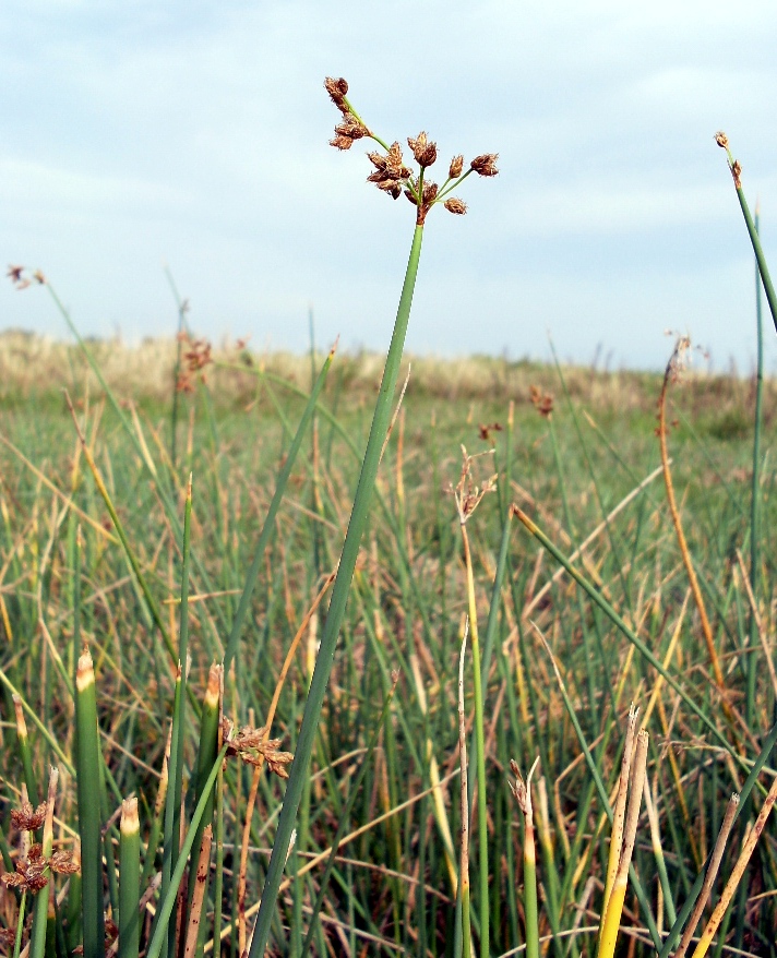 Изображение особи Schoenoplectus lacustris.