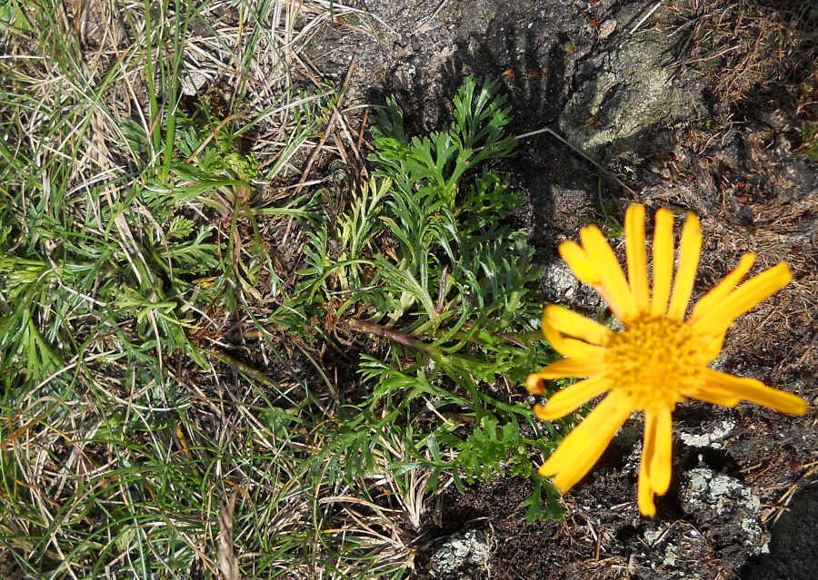 Image of Senecio carpathicus specimen.