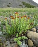 Rhodiola rosea. Плодоносящее растение. Полярный Урал, долина Малой Лагорты (Мал. Лахорты), каменистая россыпь. 03.08.2011.