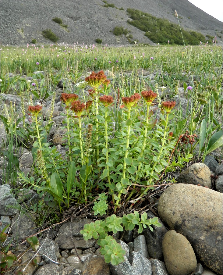 Image of Rhodiola rosea specimen.