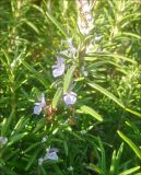 Rosmarinus officinalis. Веточка с цветками. Черноморское побережье Кавказа, Новороссийск, пос. Мысхако, в культуре. 6 января 2012 г.