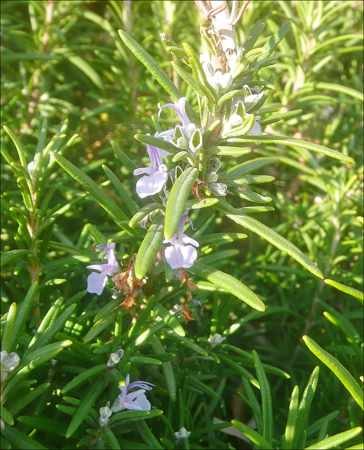 Image of Rosmarinus officinalis specimen.