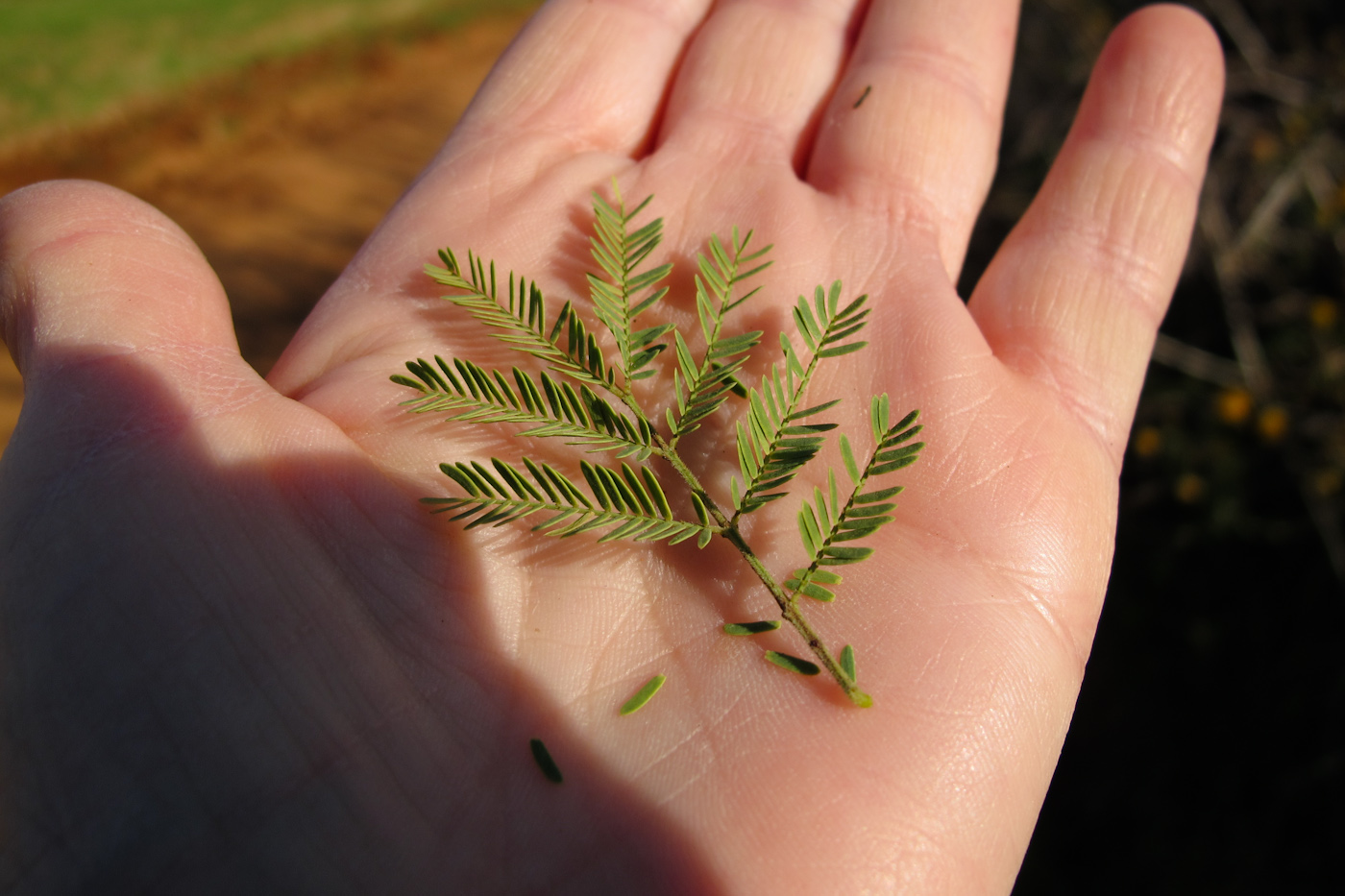 Изображение особи Vachellia farnesiana.