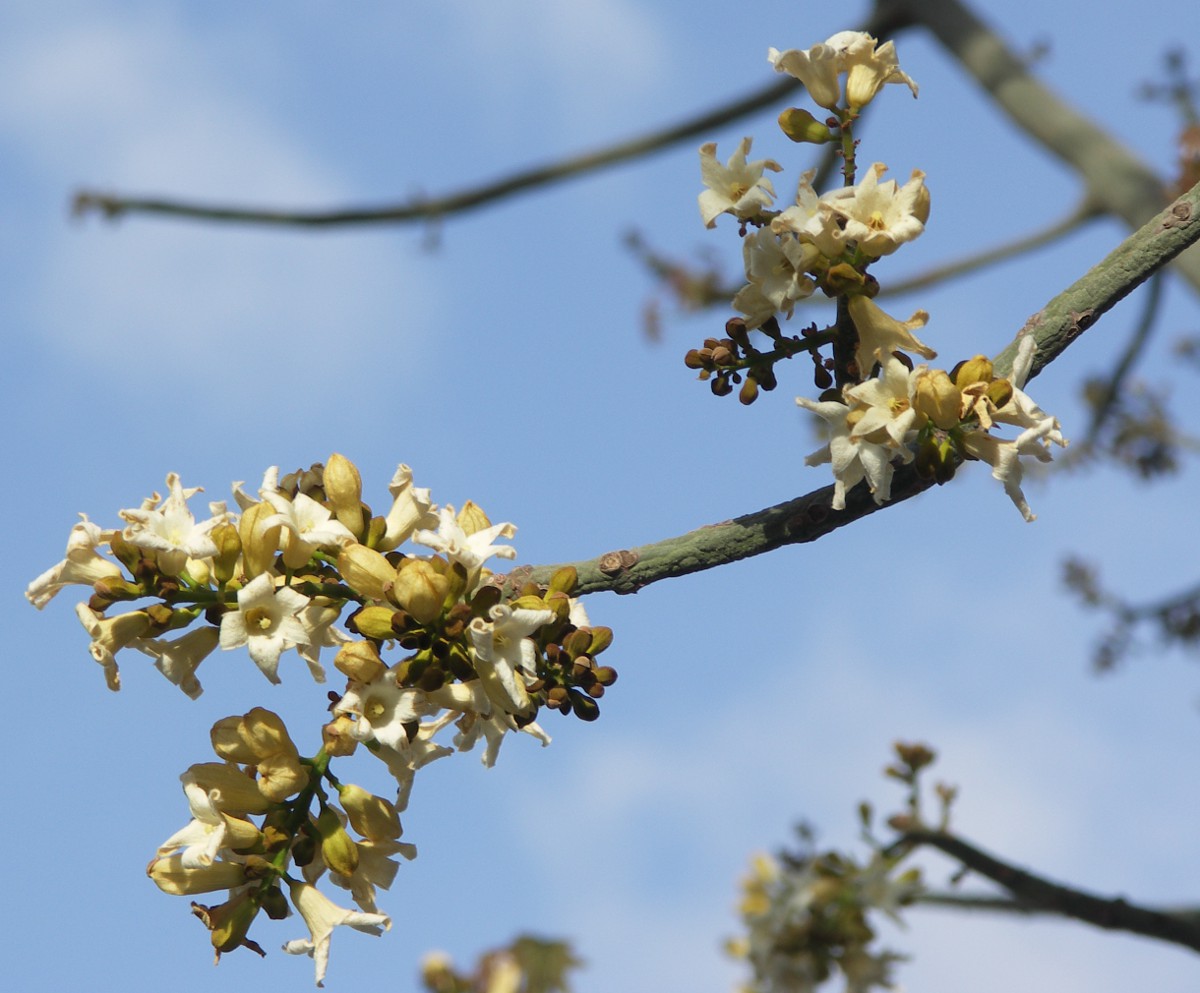 Изображение особи Brachychiton australis.