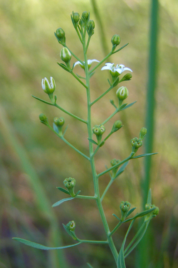 Изображение особи Thesium procumbens.