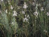 Allium paniculatum. Цветущие растения в солонцеватой степи. Саратовская обл., Саратовский р-н. 18 июля 2011 г.