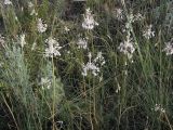 Allium paniculatum