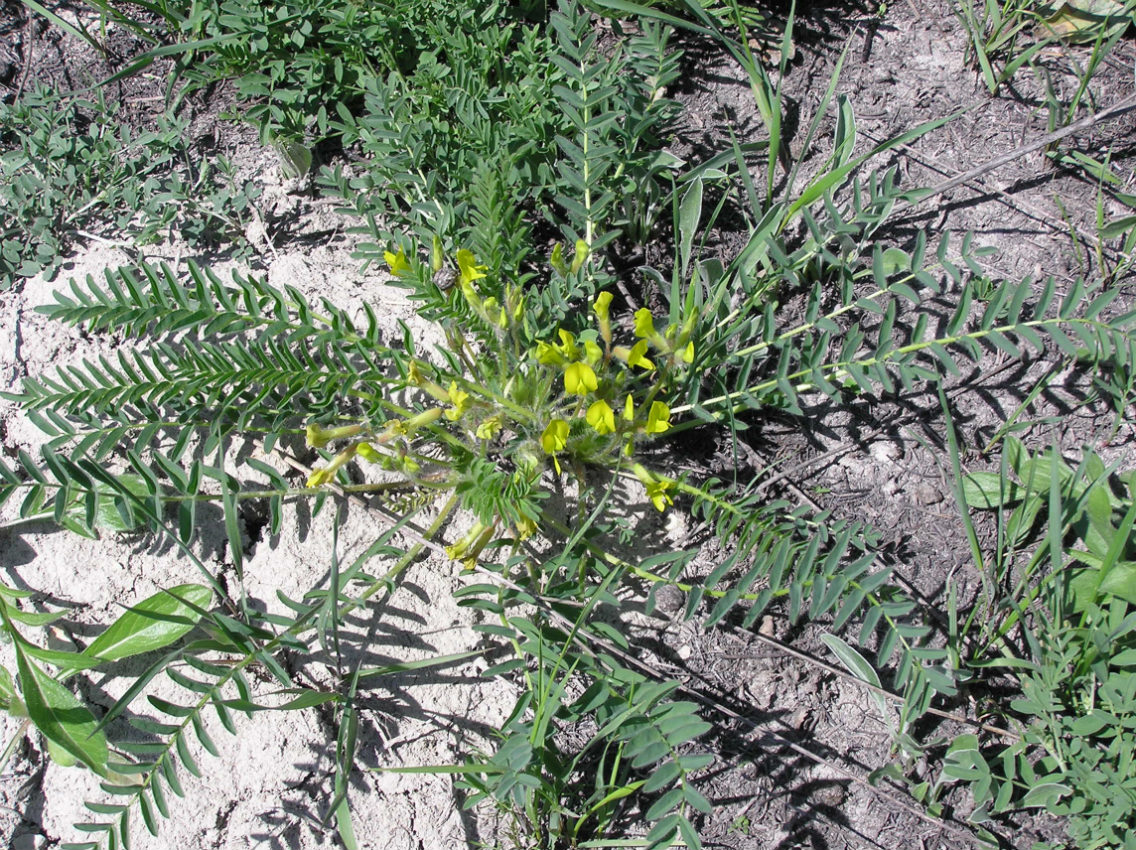 Изображение особи Astragalus wolgensis.