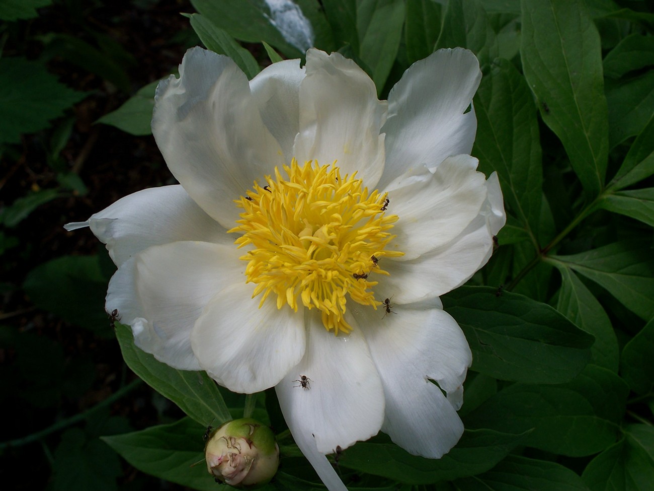 Изображение особи Paeonia lactiflora.