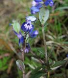 Polygala serpyllifolia. Цветок и листья (видны галлы). Испания, Страна Басков, Арратия, горный перевал Барасар. Начало мая 2012 г.