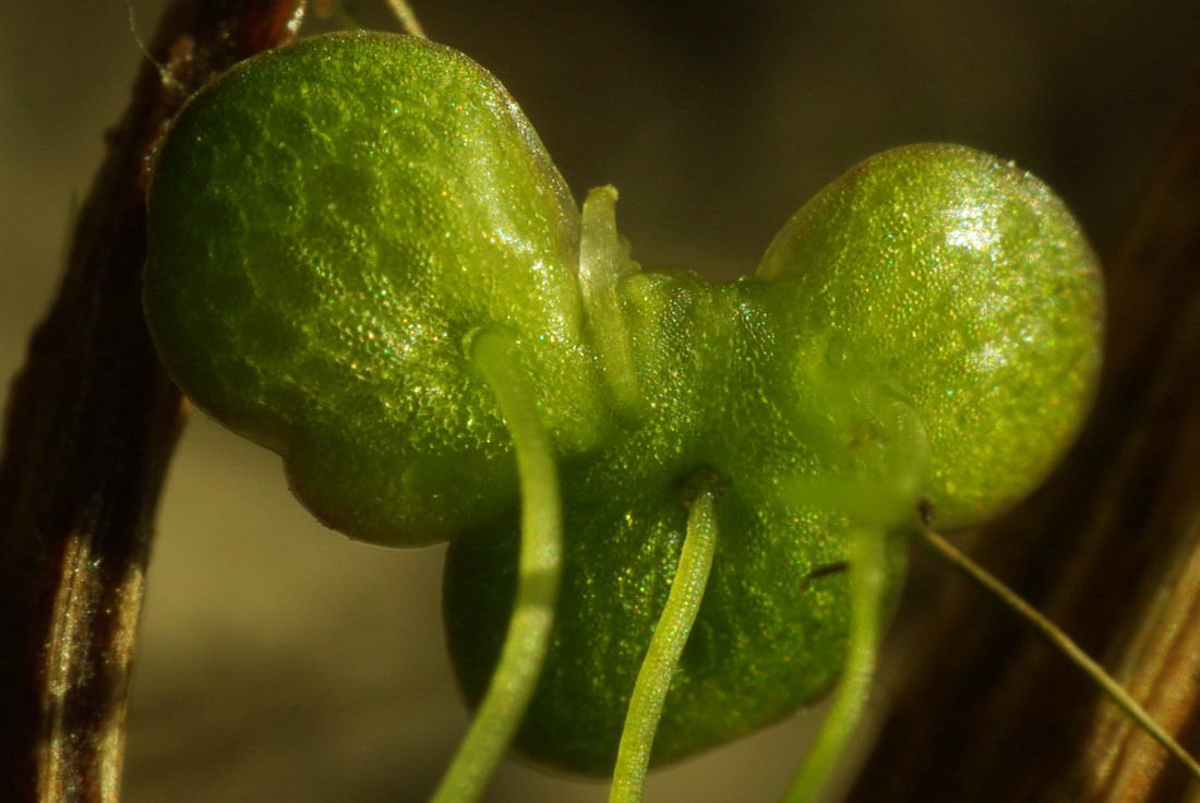 Image of Lemna gibba specimen.