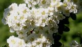 Spiraea nipponica. Соцветия. Германия, г. Кемпен, в культуре. 25.05.2012.