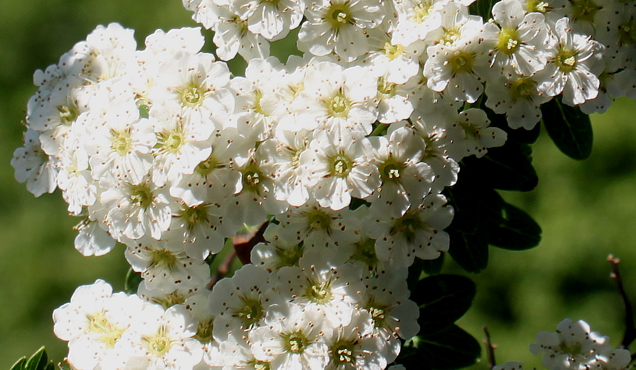 Image of Spiraea nipponica specimen.