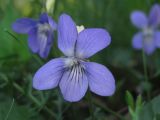 Viola canina