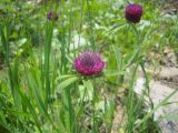 Trifolium alpestre