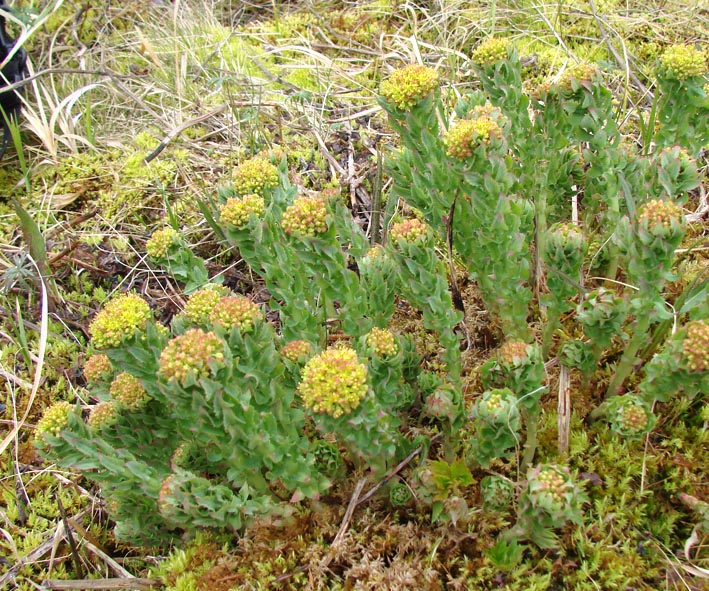 Изображение особи Rhodiola rosea.