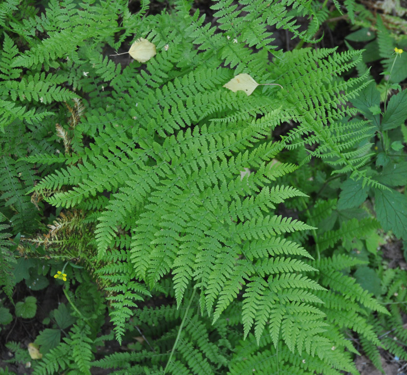 Image of Athyrium filix-femina specimen.