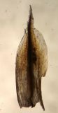 Carex diplasiocarpa