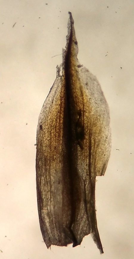 Image of Carex diplasiocarpa specimen.