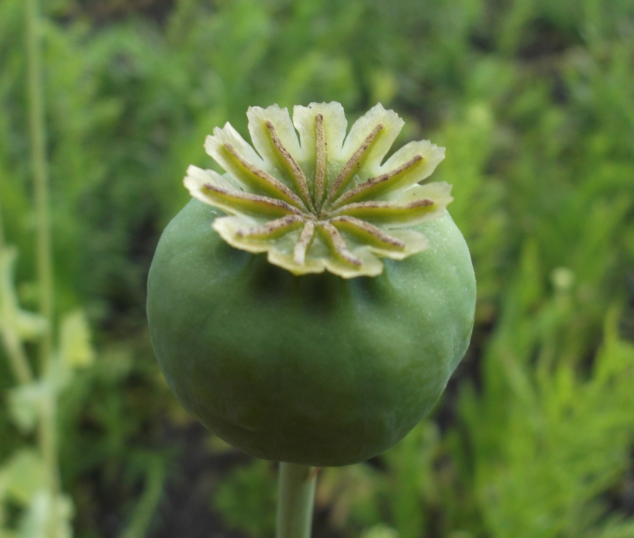 Image of Papaver somniferum specimen.