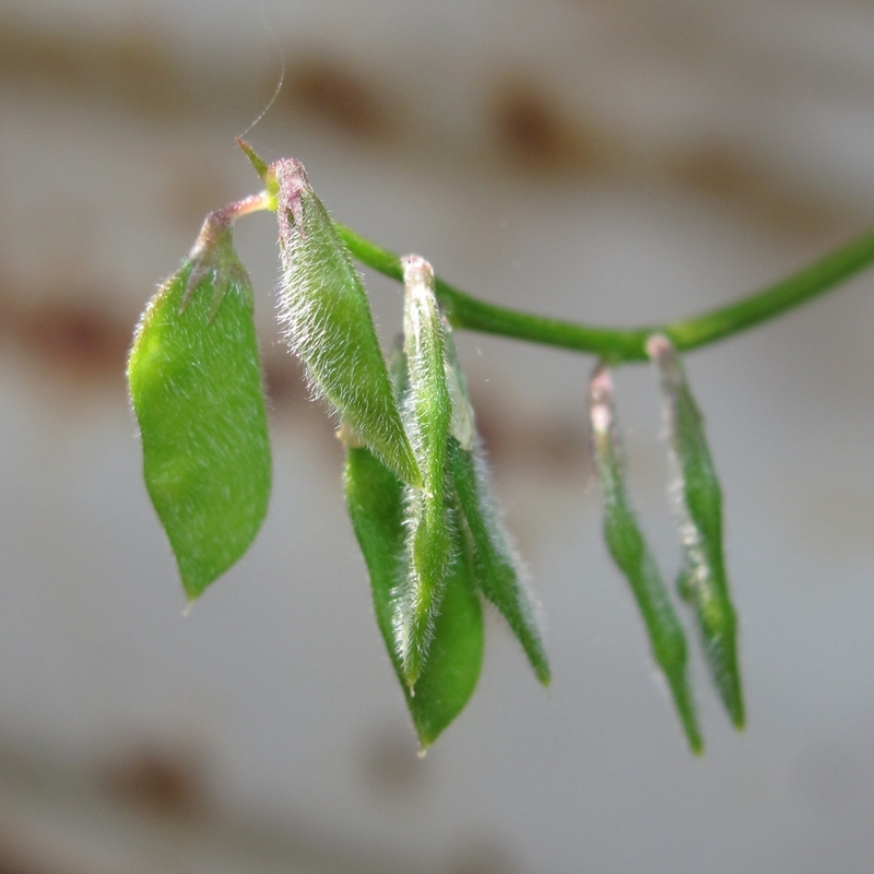 Изображение особи Vicia hirsuta.