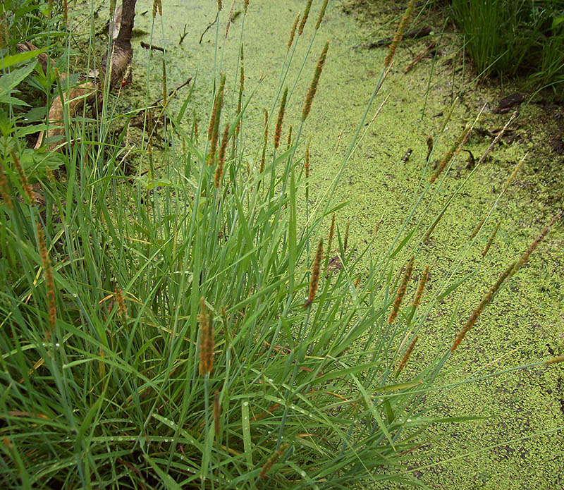 Image of Alopecurus aequalis specimen.