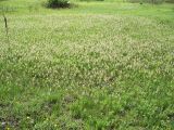 Hierochloe glabra